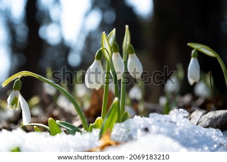 Flowers snowdrops in garden, sunlight. First beautiful snowdrops in spring. Common snowdrop blooming. Galanthus nivalis bloom in spring forest. Snowdrops close up. Royalty-Free Stock Photo #2069183210