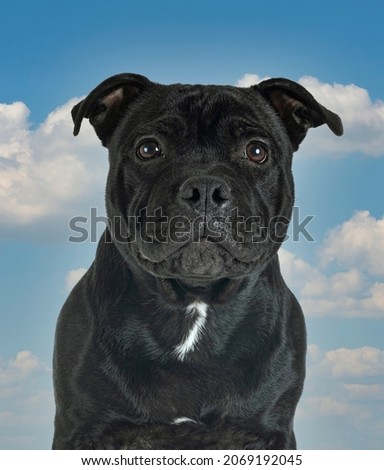 staffordshire bull terrier in front of blue sky  background
