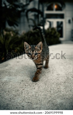
Little cute homeless kitten walking