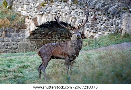 Red deer stag at the start of the Autumn rut