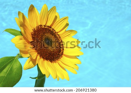 Sunflower And The Water