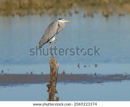 Gray heron, (Ardea cinerea) The gray heron is a large bird, the largest of the ardeidae that frequent our country. Royalty-Free Stock Photo #2069223374