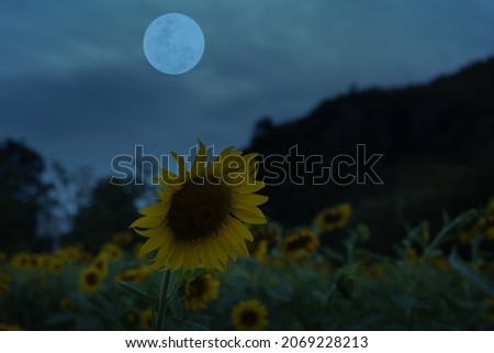 Sunflower garden and mountain silhouette with full moon in the night.