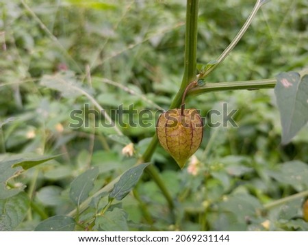 Physalis angulata is an erect, herbaceous, annual plant belonging to the nightshade family Solanaceae. Photo taken from Kerala India