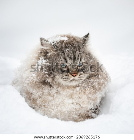 Covered with snow Neva Masquerade Siberian domestic cat sitting in a snowdrift during winter Royalty-Free Stock Photo #2069265176