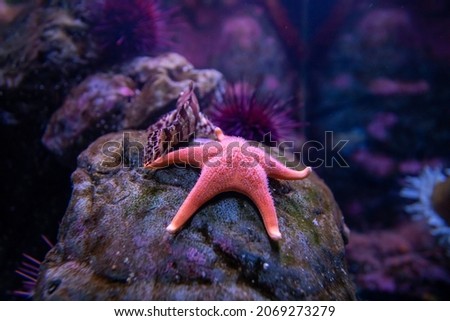 Pink starfish underwater in Seattle aquarium. Underwater sea water environment. Royalty-Free Stock Photo #2069273279