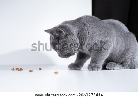 British shorthair cat eating dry food on black and white background Royalty-Free Stock Photo #2069273414