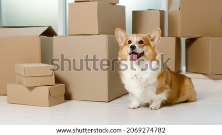 A Cute Dog Sitting Near the Big Boxes. The Relief of Life by the Help of New Technologies With Online Shopping. A Quick Delivery. A Delivery of Orders From Online Shops. Buying by the Internet.