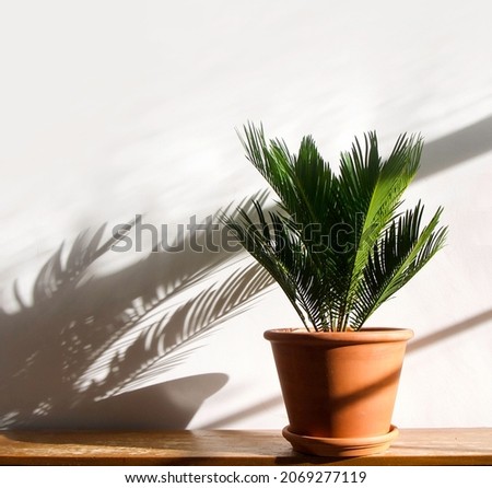 Green house plant; flower cycas revoluta, cycad, Japanese sago Palm tree, in a terracotta pot on shabby chic, grungy, wooden surface. Isolated on a white background, plant shadow, copyspace.