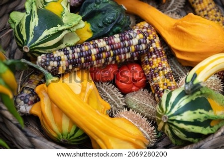 Variety of colorful harvested vegetables -pumpkins, corn cobs -  in wicker basket