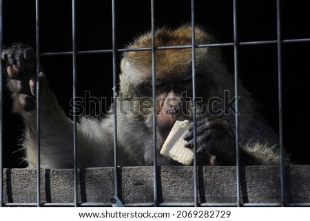 the monkey eats a waffle and looks at it
