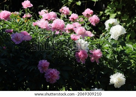 Group of fresh pink and white peonies in the garden in the summer. Favorite garden flowers. High quality photo