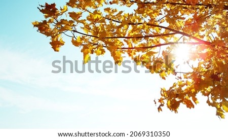 Beautiful autum leaves against sky, free space for text