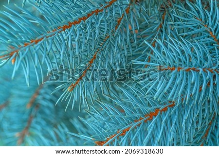 Blue spruce close up background with copy space, macro photo