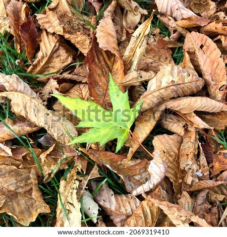 Macro photo green autumn leaf. Stock photo autumn background landscape old leaves