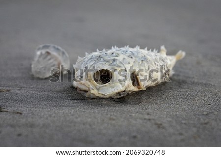 Deceased Puffer fish and jelly fish on shore  Royalty-Free Stock Photo #2069320748