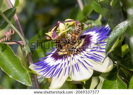 Bees on a passion flower Passiflora caerulea Passionflower against green garden background. High quality photo