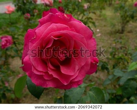 A blossoming crimson rose flower surrounded by dark green leaves. Close-up