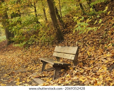 a bench caught between fallen leaves 