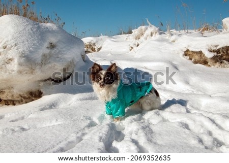Chihuahua in the snow with winter coat island rugia