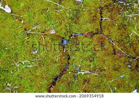 Green moss background texture. Selective focus. High quality photo Royalty-Free Stock Photo #2069354918