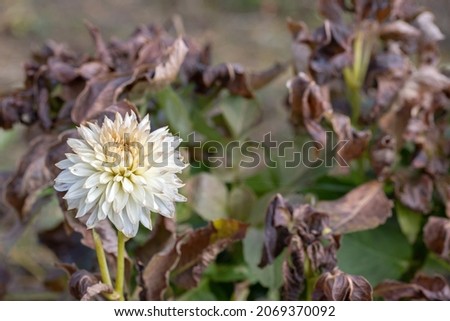 Withered white dahlia blossom. Concept for damage due freezing or water deficiency. Royalty-Free Stock Photo #2069370092