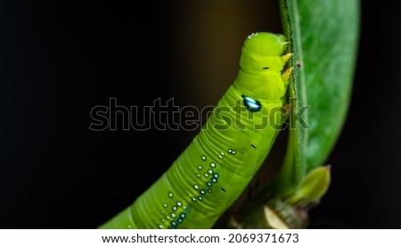 The caterpillars, or Larva, are gnawing or eating the leaves of adenium species in preparation to develop into pupae. The big blue dots are not the eyes. It is there to deceive the enemy only.