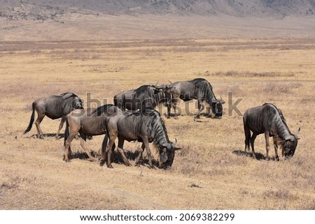 Wildebeests in Ngorongoro Crater - Tanzania, Africa