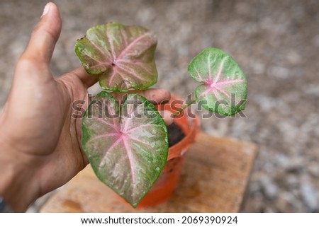 Caladium Bicolor beautiful leaves, best in the pot for garden and home decoration.