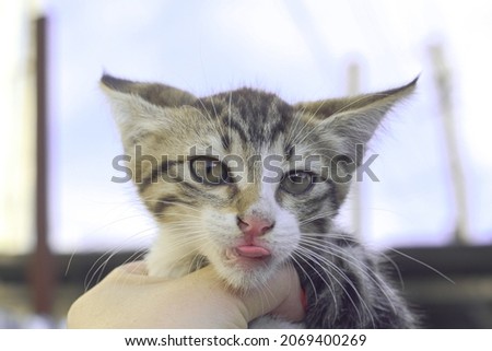 Moody and naughty kitten showing his tongue. Owner's hand holding the cat up in the air