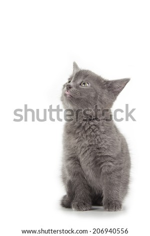 british blue shothair kitten isolated over white background