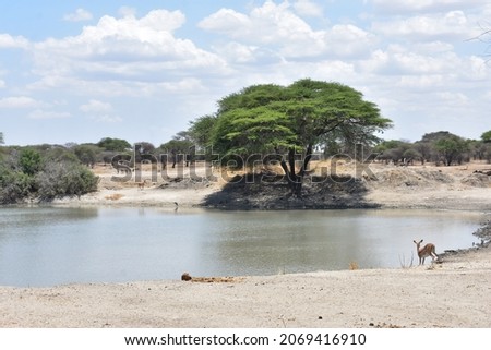 Tarangire National Park - Tanzania, Africa