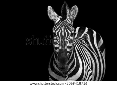 Zebra black and white portrait. African wild animal looking to the camera. Zebra shallow depth of field eyes in focus. Home interior poster or painting canvas design template. Funny zebra face