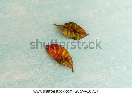 Dried red leaves fallen in autumn on light blue surface Royalty-Free Stock Photo #2069418917