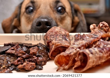 Natural treats for pets. dried meat products to feed and motivate dogs. the dog in the background looks with interest. High quality photo Royalty-Free Stock Photo #2069421377