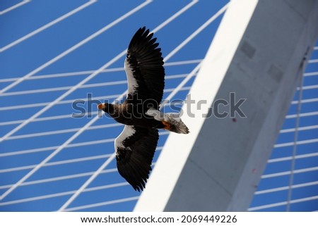 Red Book Steller's Sea Eagle. A large bird of prey flies against the background of the cables of the Golden Bridge in Vladivostok.