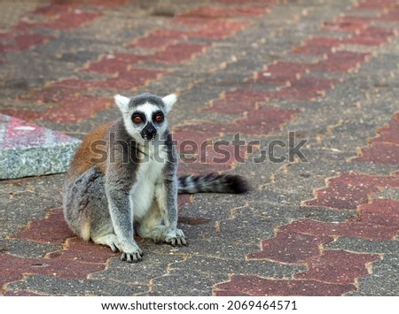 Lemur that lives in the city. Ring-Tailed Lemur (Lemur catta) is a large strepsirrhine primate walking and sitting on the road of sand. Lemuriformes close up and Funny face with beautiful striped tail