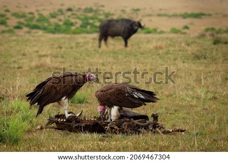 Lappet-faced Vulture or Nubian vulture - Torgos tracheliotos, Old World vulture belonging to the bird order Accipitriformes, pair two scavengers feeding on the carcass in Masai Mara Kenya. Royalty-Free Stock Photo #2069467304