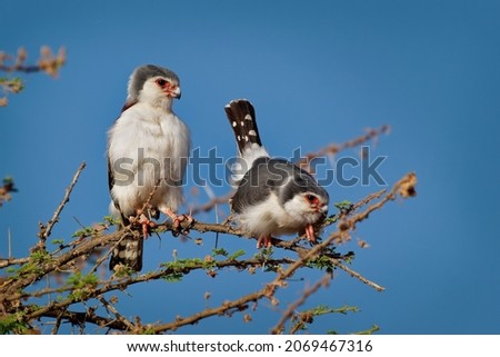 Pygmy Falcon - Polihierax semitorquatus or African falcon bird native to Africa, smallest raptor on the continent, prey on reptiles and insects, rodents, nest in white-headed buffalo weaver. Royalty-Free Stock Photo #2069467316