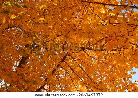 Vibrant color tree, red orange foliage in fall park. Nature change. Yellow leaves in october season. A branch with yellow leaves in sunlight.