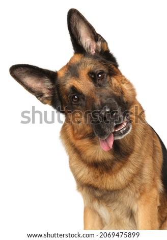 German Shepherd carefully looking at the camera on a white background Royalty-Free Stock Photo #2069475899