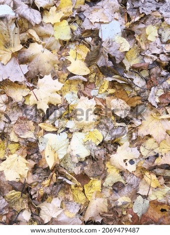 Natural Carpet Autumn Time Fallen leaves 