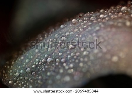 Beautiful flower with raindrops in the garden, Macro photography with flowers