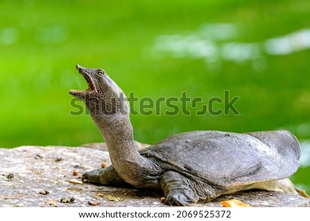 Bulus (Asiatic softshell turtle) is usually called a soft shell because part of the shell consists of cartilage and the back is covered by thick and slippery skin. Royalty-Free Stock Photo #2069525372