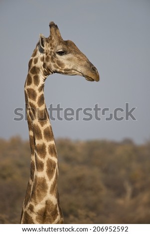 Giraffe's long neck and face stretching over the horizon into a blue sky. Side view of face and neck, brown an ocher pattern.
