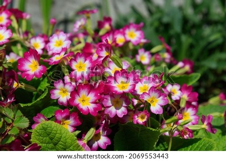Pink primrose (Primula elatior) of the 'SuperNova Rose Bicolor' variety in the garden on a sunny morning, close-up, selective focus, copy space  Royalty-Free Stock Photo #2069553443