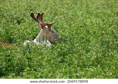 Young barren-ground caribou albino chill in the green field with tall grass.