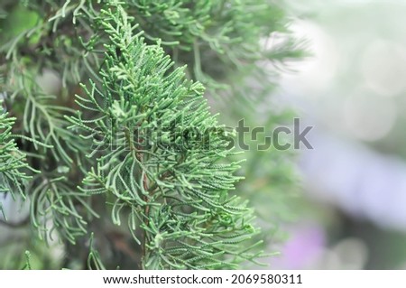 pine tree in blur background, Juniperus chinensis or Cupressaceae