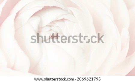 Blooming white ranun culus flower