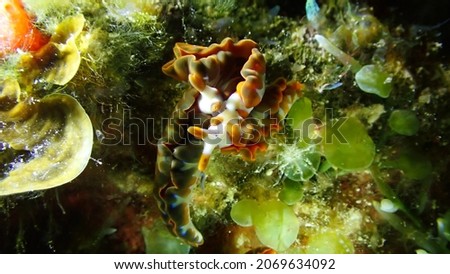 Thuridilla coerulea nudibranch sea slug